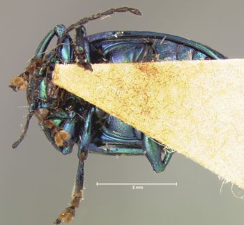 Media type: image; Entomology 17319   Aspect: habitus ventral view
